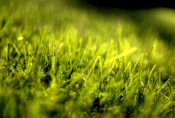 Keine Lust auf Fleisch: Japans junge Männer ziehen Gras vor.