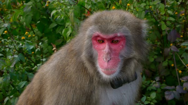 Japanmakak oder Rotgesichtsmakak in Minoo
