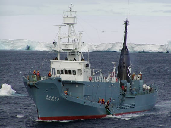 Japanisches Walfangschiff in der Antarktis. © Copyright: The Institute of Cetacean Research