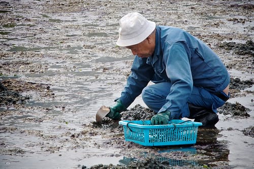 Schwere Zeiten: Ein Muschelsucher in Japan.