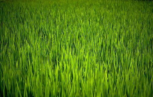 Reis so weit das auge reicht: Japans Reisbauern produzieren mehr als das Land verbraucht.