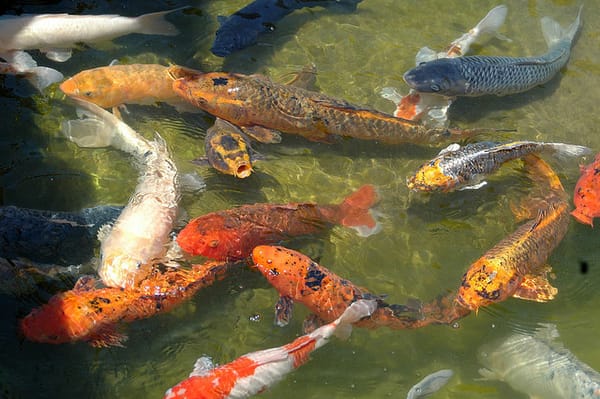 Ein teueres Hobby: Koi-Karpfen in Japan.