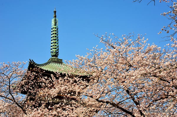 Kirschblüten im Ueno-Park.