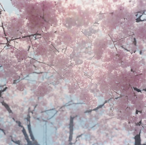 Aus der Serie Illuminance von Rinko Kawauchi.