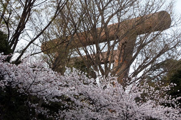 Kirschblüten in Tokio.