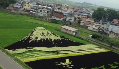 Der Fuji im Reisfeld