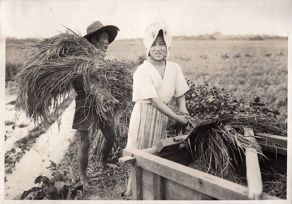 Ein heiliges Lebensmittel: Reisernte vor 100 Jahren in Japan.