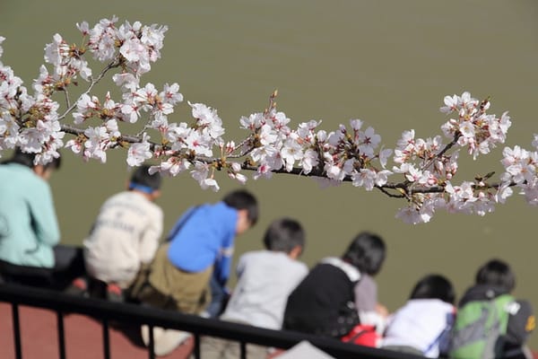 Kirschblüten in Japan.