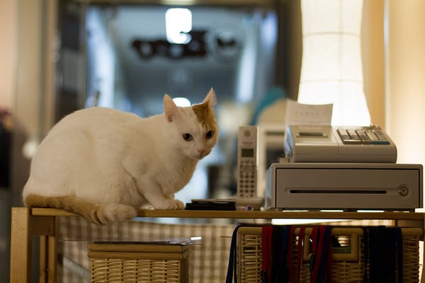 In einem Katzen-Café in Japan.