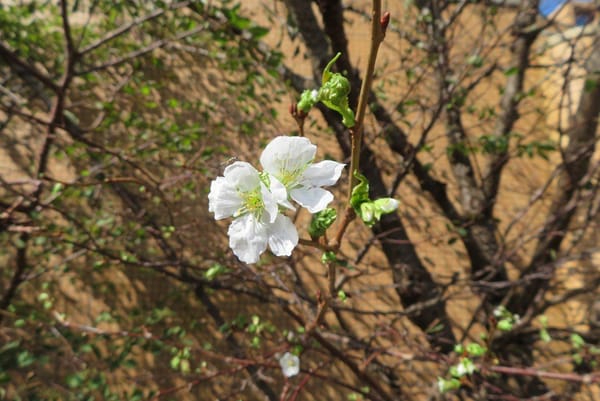 Verwirrte Kirschblüten