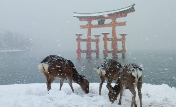 Winterland Japan