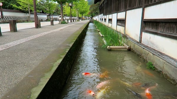 Auch im Bergort Tsuwano werden die Gräben mit Koi-Karpfen verschönert.