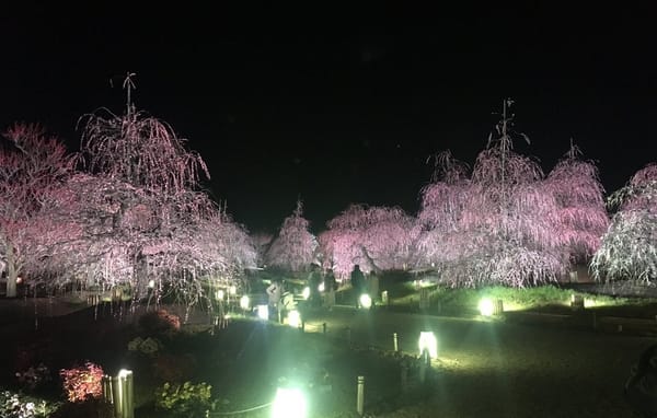 Der Park der Pflaumenblüten