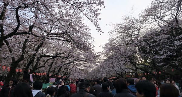 Tokio in voller Blüte