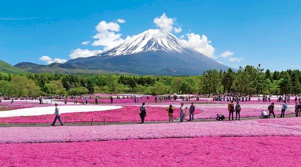 Die Shibazakura-Blüten mit dem Fuji im Hintergrund.