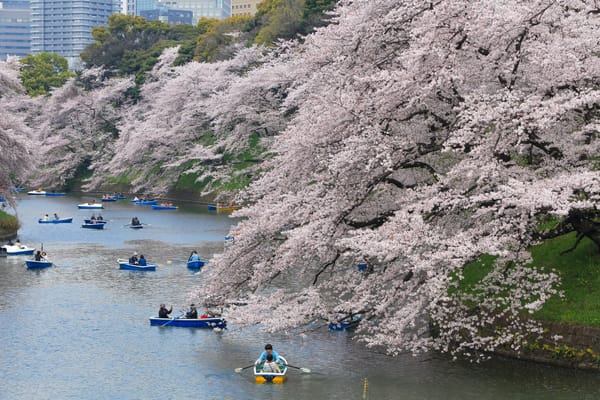 Chidorigafuchi: Kirschblüten beim Kaiserpalast.