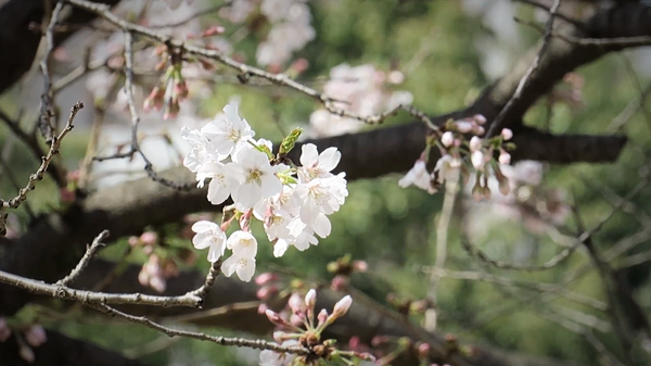 Die ersten Kirschblüten sind da