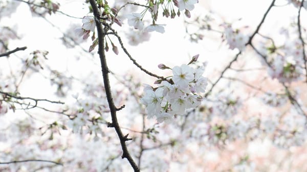 Kirschblüten in Tokio.