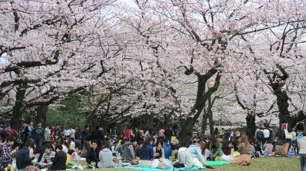 Die klassische Variante: Hanami in Japan.