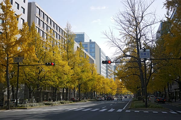 Besonders schön im Herbst: Die Midōsuji-Avenue.