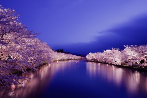 Die Kirschblüten von Hirosaki in einer Aufnahme von 2017.