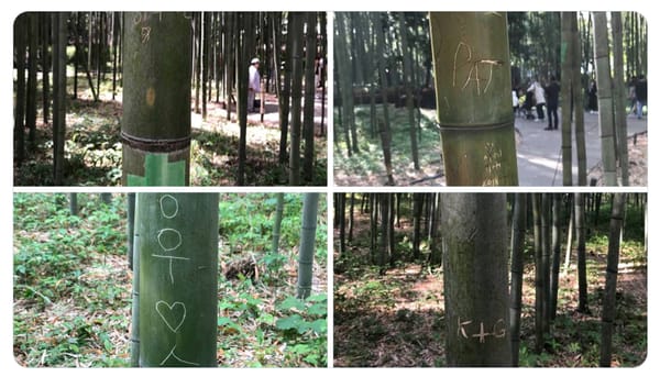 Die Beschädigung des Bambuswaldes von Arashiyama