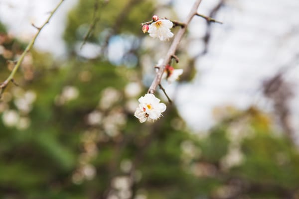 Kirschblüten im Oktober