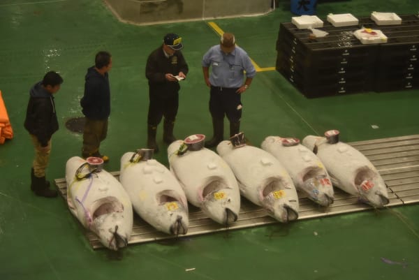 Thunfisch-Handel im neuen Fischmarkt von Toyosu.