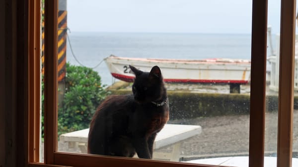 Man schätzt, dass mindestens 150 Katzen auf dieser kleinen Insel leben.