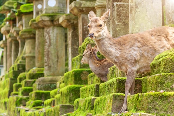 Ein Wahrzeichen von Nara: Die japanischen Sikahirsche.