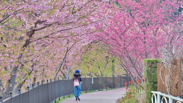 Die frühen Kirschblüten von Kawazu