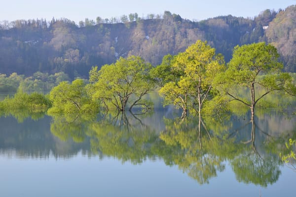 Der versunkene Wald von Yamagata