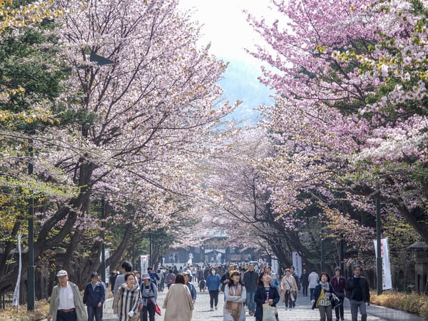 Die Kirschblüten-Allee im Maruyama-Park in einem gewöhnlichen Jahr.