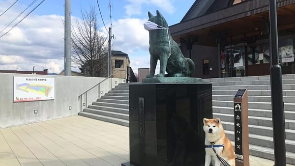 Auch Hachiko trägt Maske