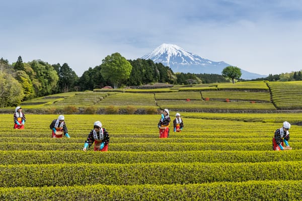 Grüntee-Ernte in der Präfektur Shizuoka.