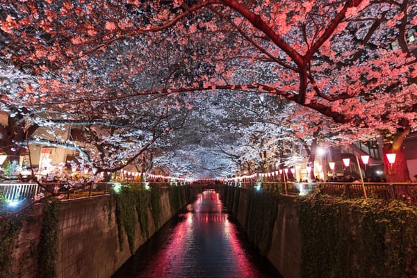 Es bleibt ein langer Weg zurück: Kirschblüten in Meguro, Tokio.