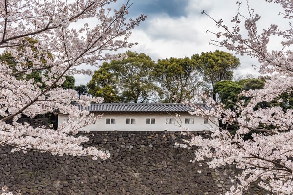 Kirschblüten bei der kaiserlichen Palastanlage in Tokio.