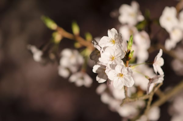 Kirschblüten im Shukkei-en in Hiroshima (Archivbild).