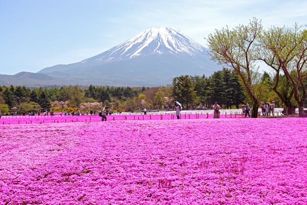 Das &quot;Fuji Shibazakura Festival&quot; im Jahr 2017.