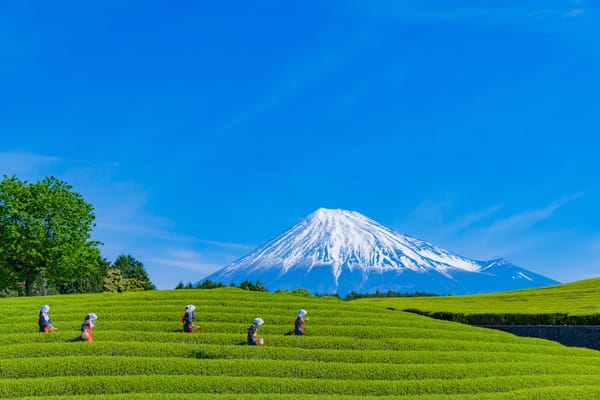 Grünteefelder in Shizuoka.