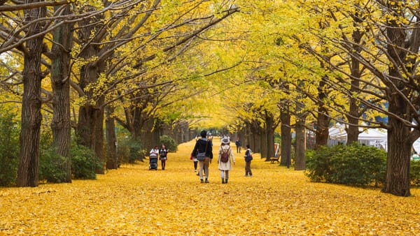 Die Ginkgo-Allee im Showa Kinen Park.