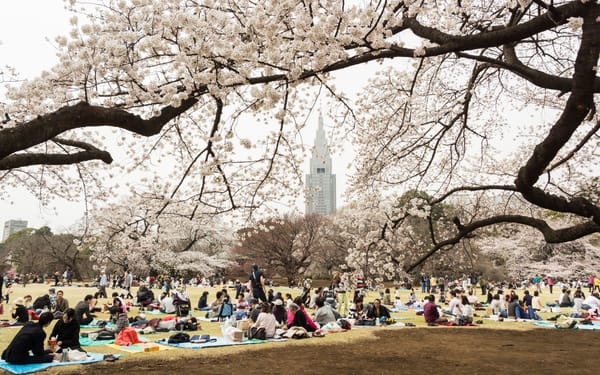 Vor der Corona-Zeit: Hanami, die Blumenschau, im Shinjuku-Gyoen-Park in Tokio.