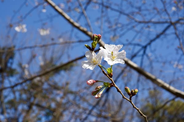 Erste Kirschblüten im Yasukuni-Schrein in Tokio.