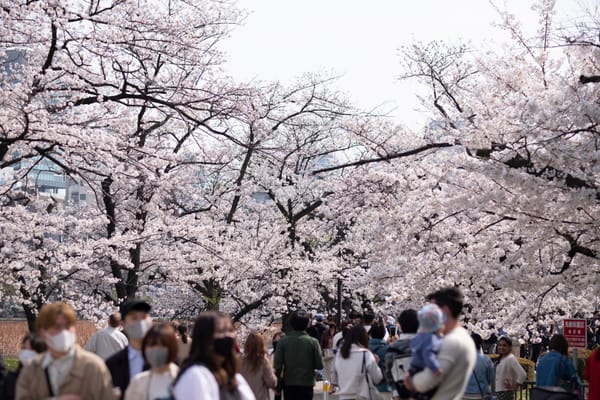 Kirschblütenschau im Ueno-Park im vergangenen Jahr.