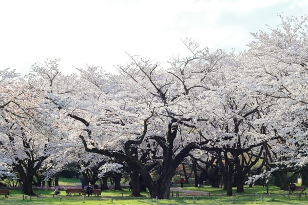 Volle Blüte im Showa Memorial Park in Tachikawa.