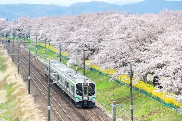 Ein Zug der JR-Tohoku-Linie fährt entlang der Kirschbäume  beim Shiroishi-Fluss.