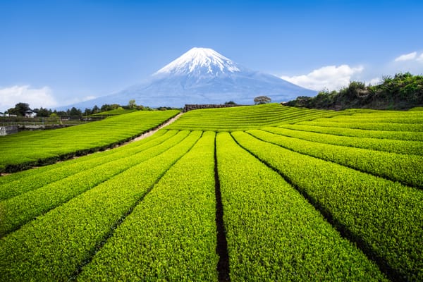 Ein Grünteefeld in der Präfektur Shizuoka.