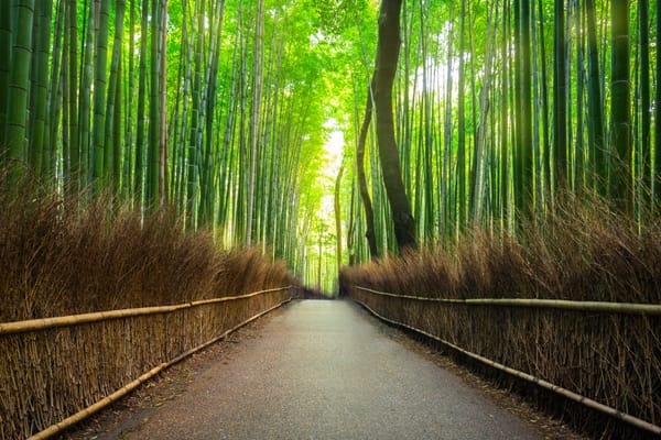 Der Bambuswald in Arashiyama.