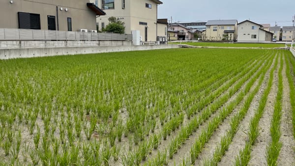 Genug vorhanden: Reis wird in Japan überall angebaut.