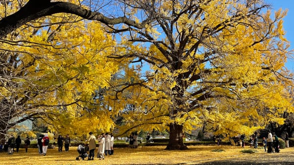 Herbststimmung im Shinjuku Gyoen.